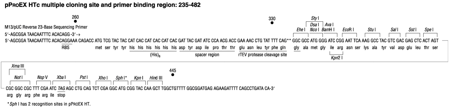 pProEX HTc多克隆位点 点击看大图 pProEX HTc多克隆位点